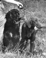 Pedigree ASHMEADOW KABER named PEJSEK