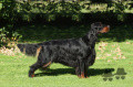 Pedigree BLACK MYSTERY QUITE THE SUNDANCE KID dit SUNDANCE