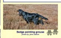 Pedigree BOYERS SEDGE JW