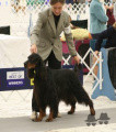 Pedigree CELTIC ARLYSS SCOTT'S GREY