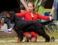 Pedigree CELTIC BLACKENED KOCHANEJ EMILKI dite BIALASKA