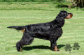 Pedigree CELTIC CARBON KOCHANEJ EMILKI dit BUTCH