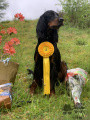 Pedigree CROWCASTLE`S CAZADORA