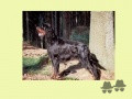 Pedigree FORESTER'S BLACKFIRE