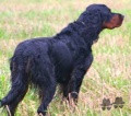 Pedigree GOLDEN PEARL'S BLACK DUCHEZZ