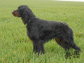 Pedigree GUNTHER DU GRAND VALY