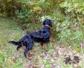 Pedigree HIVANE DES PRALINES D'AUBEJOUX