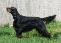 Pedigree LAURELHACH LEGEND dit LEGO