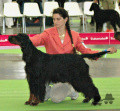 Pedigree LUDSTAR VELSHEDA