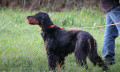 Pedigree NARKO DES TISONS ARDENTS