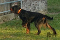 Pedigree NEPTUNE DE LA FOZ AU BLEIZ DE DOLOU