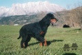 Pedigree NIKITA DES QUATRE ROCHES