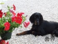 Pedigree SALLY DU BOIS DE RIANCEY