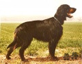 Pedigree SCOUT DE LA HAIE CASTELAYNE