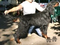 Pedigree SGURRMOR BLACKSUN