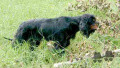 Pedigree TAROCK'S GWENDY