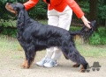 Pedigree TRISETER EBONIE SCOT