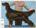 Pedigree TRISETER EBONIE YARRA