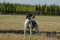 Pedigree VICKY DES HAUTS DE GAMOND