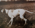 Pedigree FLASH Pedigree FLASH