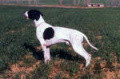 Pedigree CUMAN Pedigree CUMAN