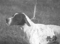 Pedigree FLASH Pedigree FLASH
