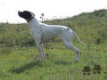 Pedigree ALA Pedigree ALA