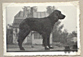 Pedigree DARKIE VON DER BIRKENKLAUSE