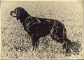 Pedigree DUKE DAVID AQUARIUS VAN DUYNENBURGH