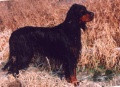 Pedigree SUNDOWNER'S BESS